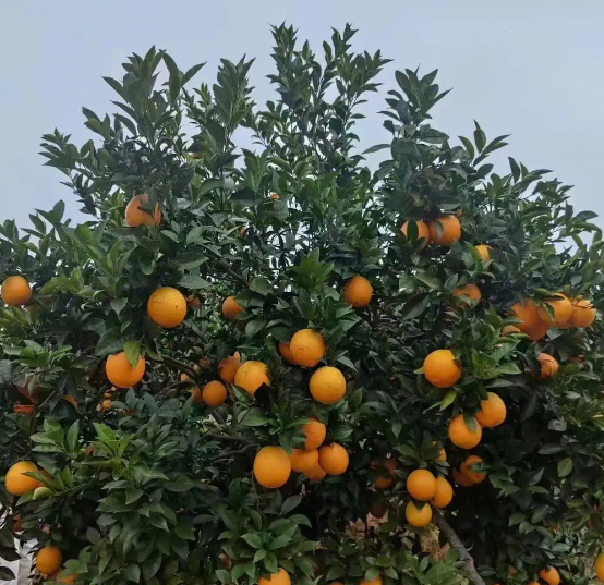 2023年赣南脐橙产业面临挑战，产量增加需求下降，价格下跌困境分析及展望