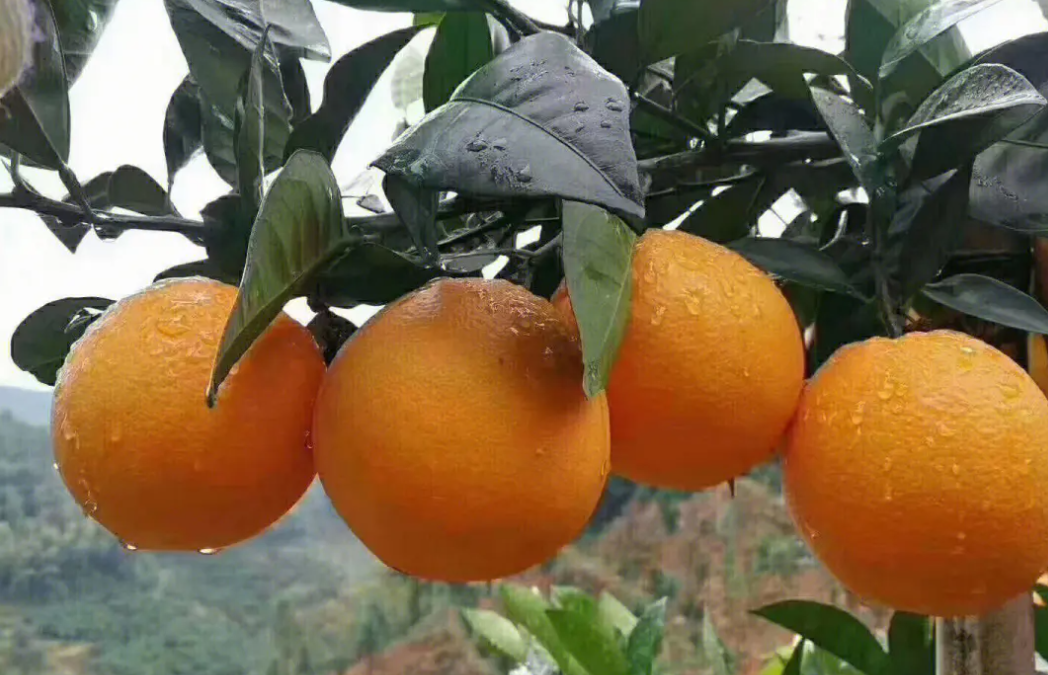 2023年赣南脐橙产业面临挑战，产量增加需求下降，价格下跌困境分析及展望