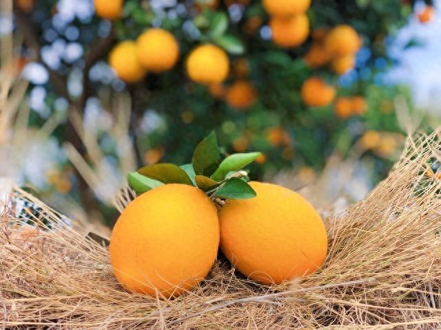 探寻赣南脐橙的口感、营养和地理特色，带您品味南方美食-安远脐橙