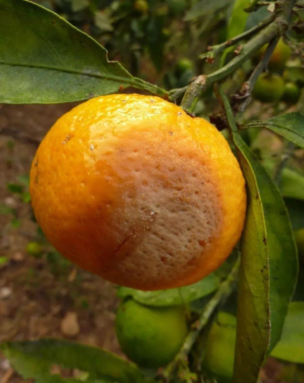 图片[7]-柑橘采前落果的原因及预防补救措施，加强树体营养和防治病虫害是关键-安远脐橙
