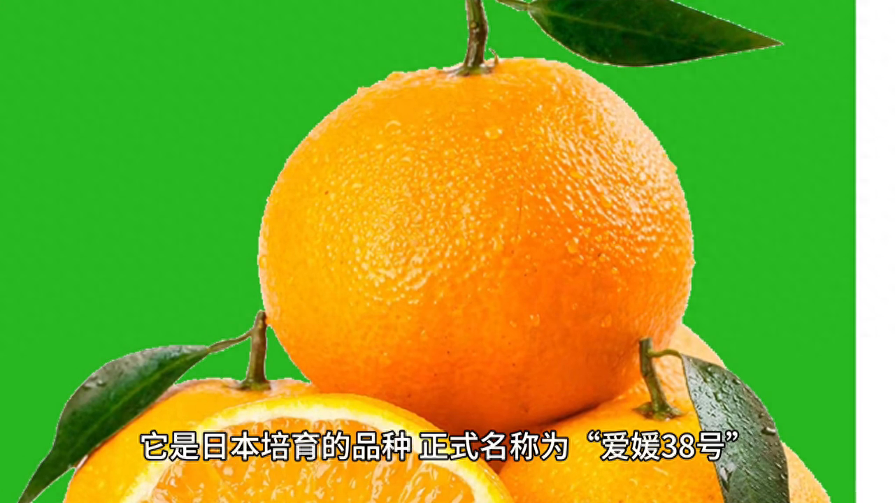 了解脐橙的起源和基因突变形成的特殊小果子