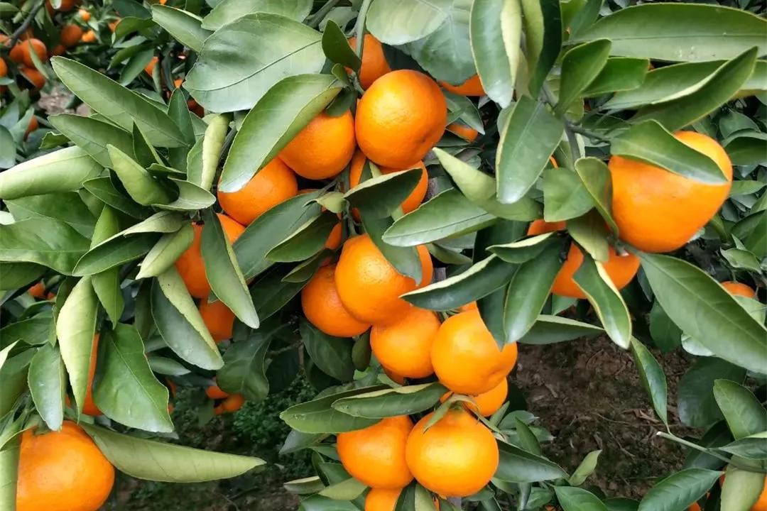 图片[8]-冬天最好吃的橘子品种大揭秘！爱媛果冻橙、砂糖桔等你品尝！-安远脐橙