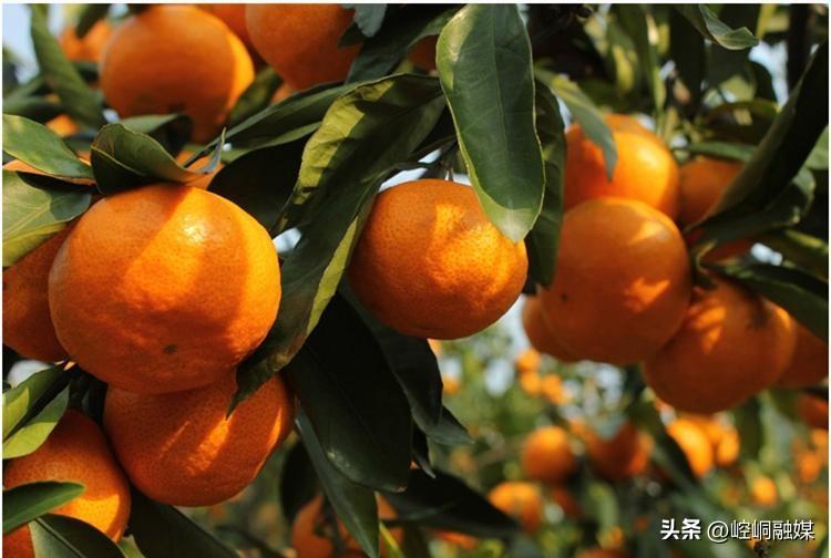 冬日柑橘美食盛宴！8个地方柑橘口味细腻，哪里是你的家乡？