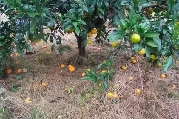 图片[6]-柑橘采前落果的原因及预防补救措施，加强树体营养和防治病虫害是关键-安远脐橙