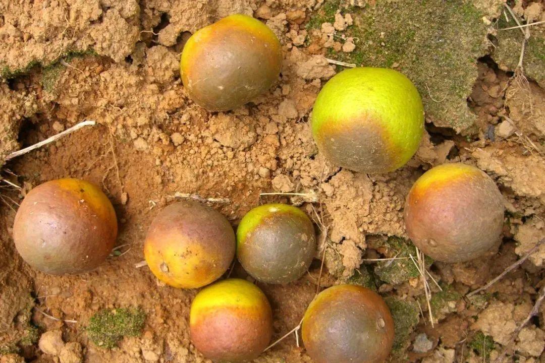 图片[5]-柑橘采前落果的原因及预防补救措施，加强树体营养和防治病虫害是关键-安远脐橙