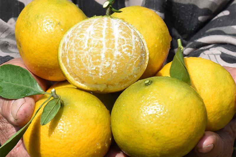 图片[7]-冬天最好吃的橘子品种大揭秘！爱媛果冻橙、砂糖桔等你品尝！-安远脐橙