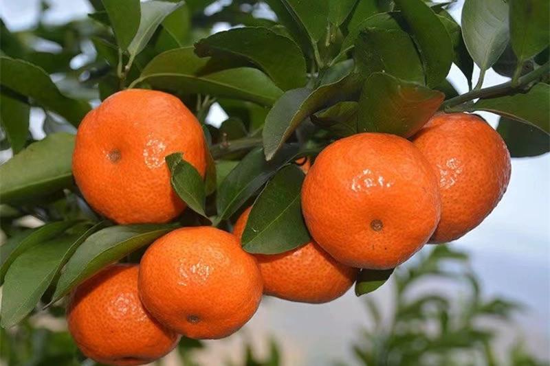 图片[9]-冬天最好吃的橘子品种大揭秘！爱媛果冻橙、砂糖桔等你品尝！-安远脐橙