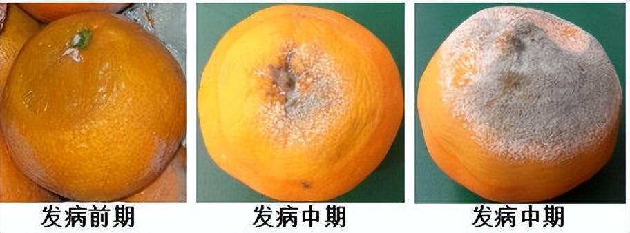 2023年柑橘保鲜储藏方法详解，采收时机、贮藏温湿度、防腐处理全面解析