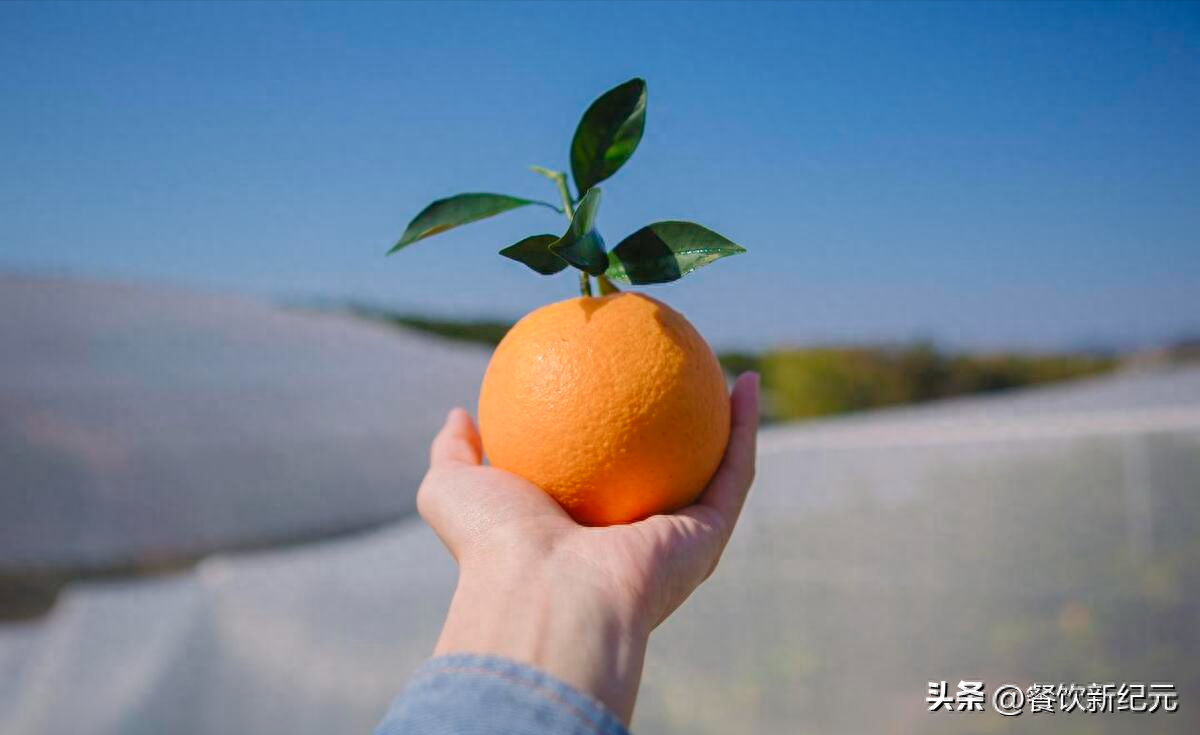 图片[1]-“赣南脐橙为何遇冷？4个现实原因分析，种植者面临的挑战与改进之路”-安远脐橙
