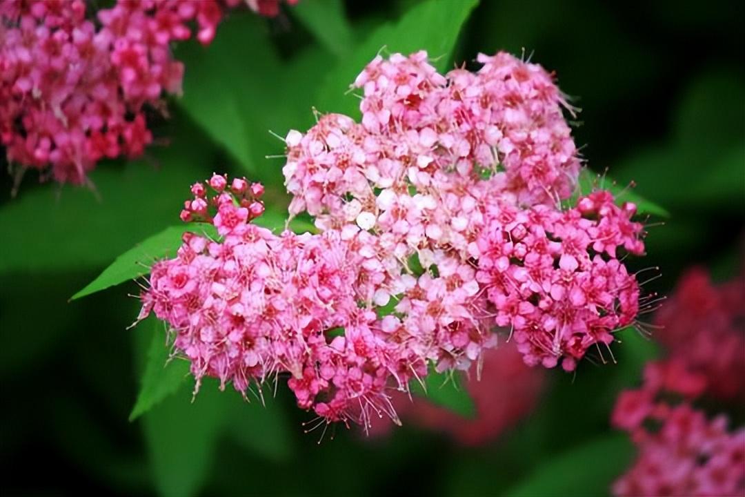 图片[1]-探秘国内观花热点植物：日本粉花绣线菊的来历及特点-安远脐橙