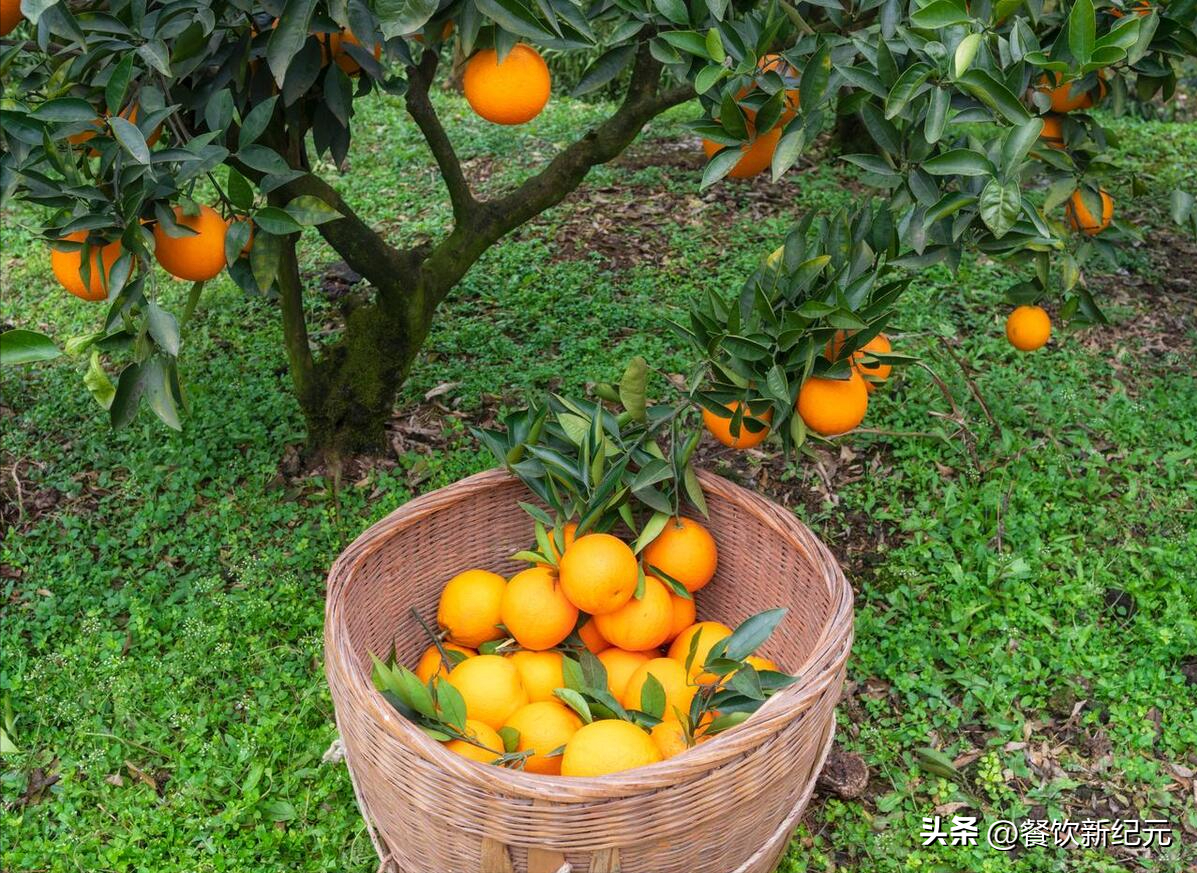 图片[4]-“赣南脐橙为何遇冷？4个现实原因分析，种植者面临的挑战与改进之路”-安远脐橙