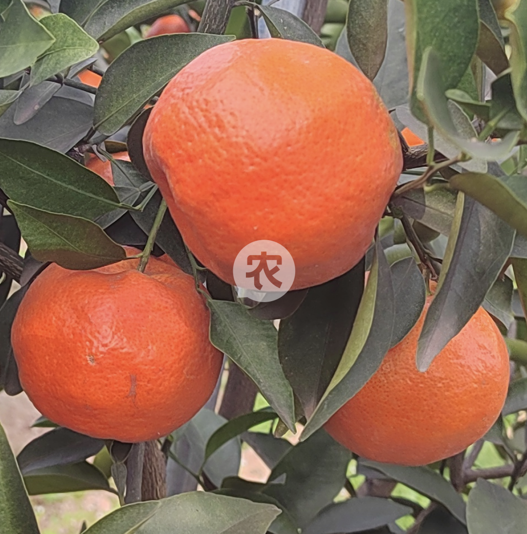 2024年新种柑橘的盈利前景如何？黄龙病防治技术成关键