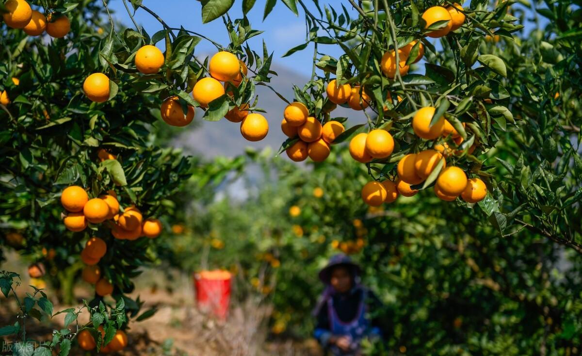 赣南脐橙市场低迷，背后原因及未来发展前景分析！