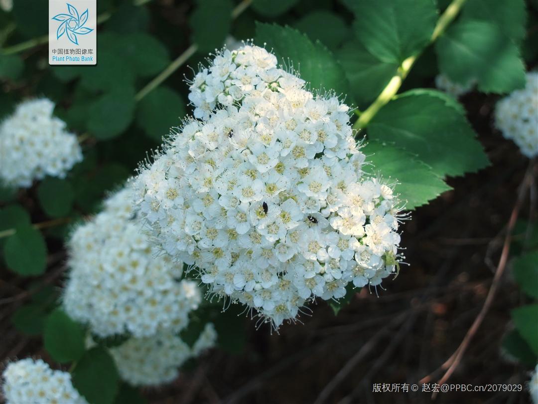 图片[7]-探秘国内观花热点植物：日本粉花绣线菊的来历及特点-安远脐橙