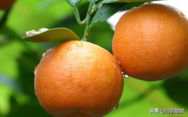 橘子与桔子：水果和药用植物的双重身份
