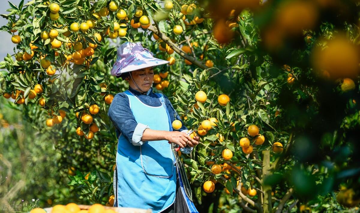赣南脐橙市场低迷，背后原因及未来发展前景分析！