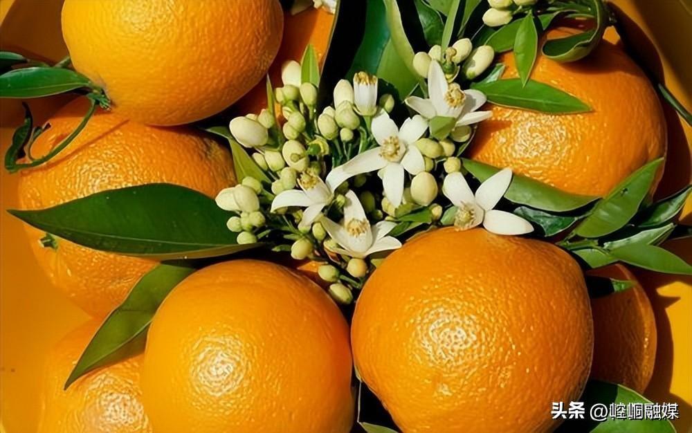 橘子与桔子：水果和药用植物的双重身份