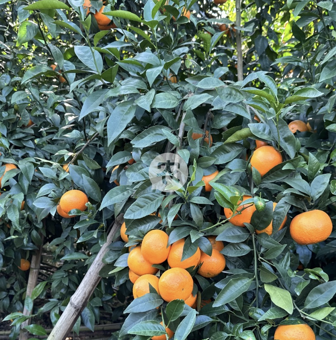 2024年新种柑橘的盈利前景如何？黄龙病防治技术成关键