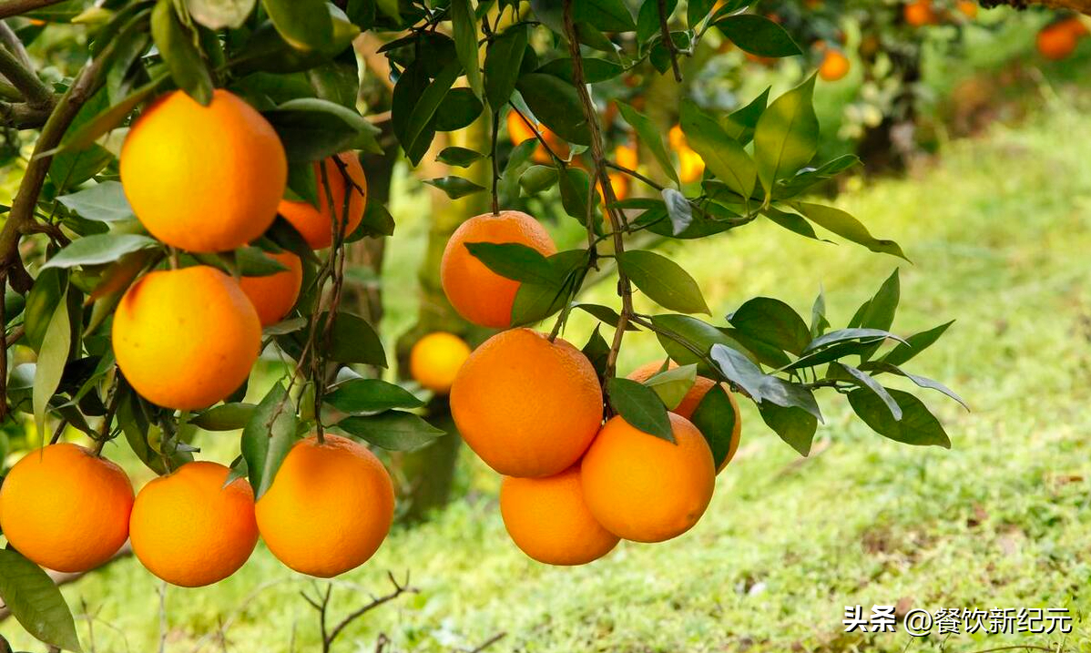 图片[5]-“赣南脐橙为何遇冷？4个现实原因分析，种植者面临的挑战与改进之路”-安远脐橙