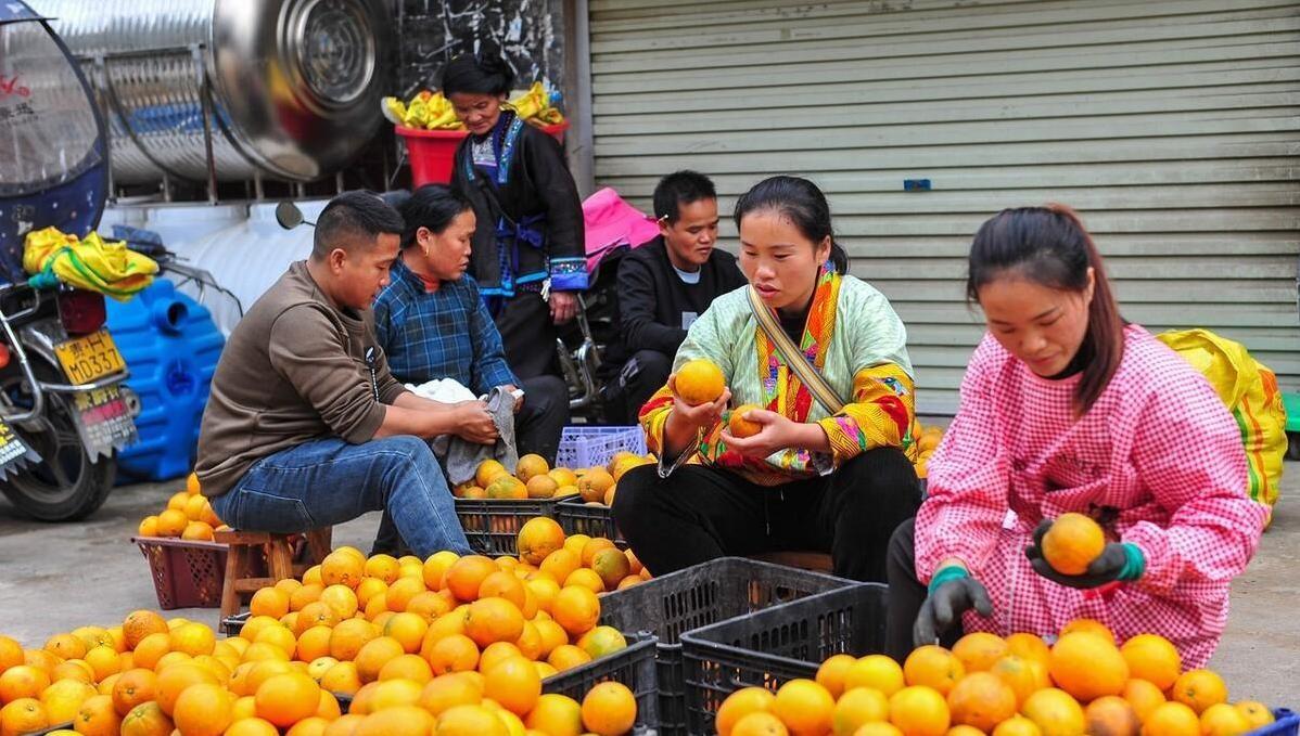 图片[3]-脐橙价格暴跌，赣南地区寻求电商合作提升市场份额-安远脐橙