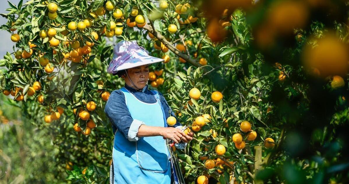 图片[2]-脐橙价格暴跌，赣南地区寻求电商合作提升市场份额-安远脐橙
