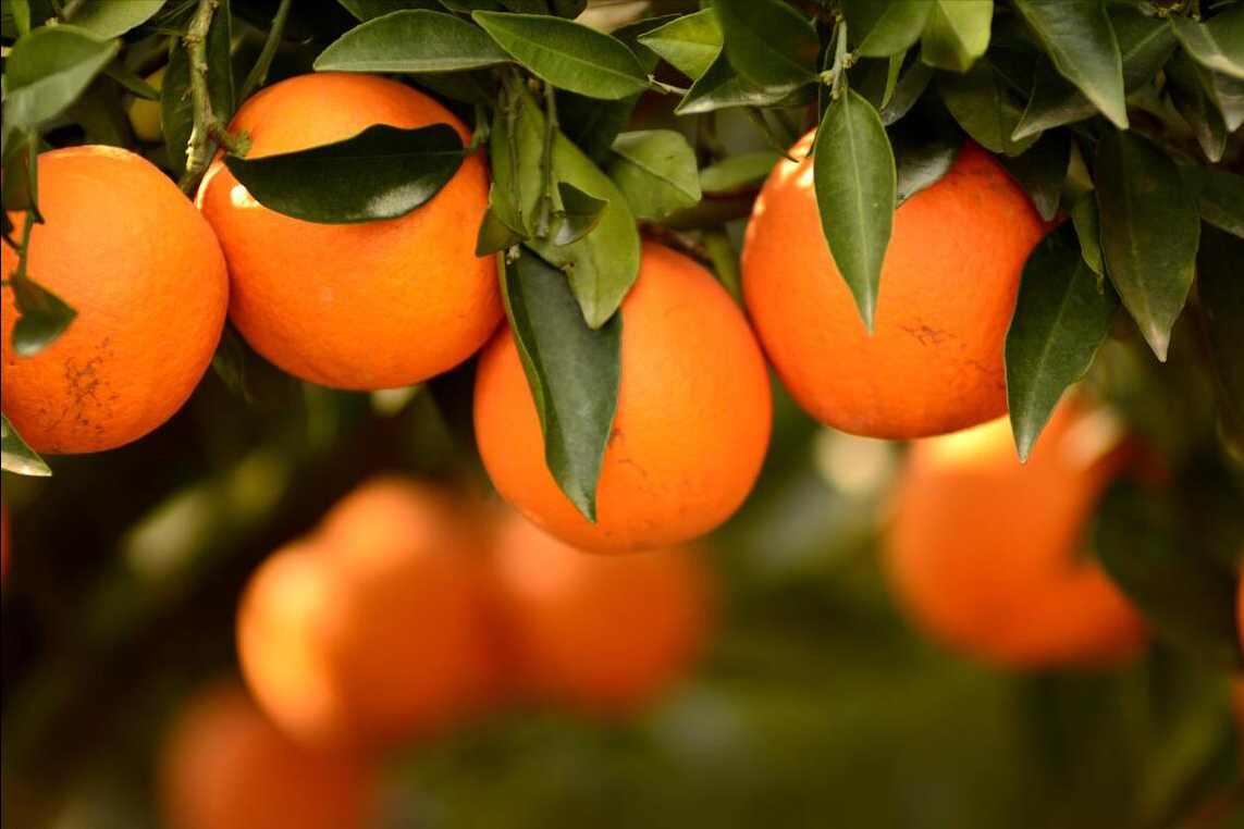 中国甜橙的传奇之旅：脐橙的起源与演变