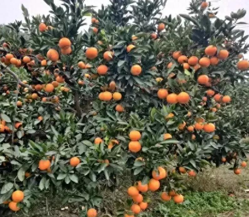 图片[1]-中国优质柑橘品种大揭秘！温州蜜柑、红美人、金橘等哪款更适合您？-安远脐橙