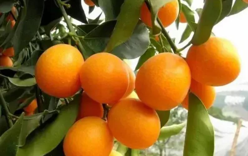 图片[2]-中国优质柑橘品种大揭秘！温州蜜柑、红美人、金橘等哪款更适合您？-安远脐橙