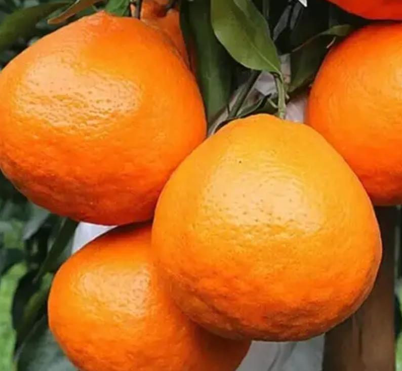 图片[3]-中国优质柑橘品种大揭秘！温州蜜柑、红美人、金橘等哪款更适合您？-安远脐橙