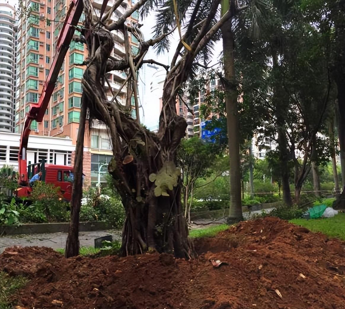 养殖榕树的方法和注意事项：土壤要求、生长环境、浇水施肥和修剪技巧详解