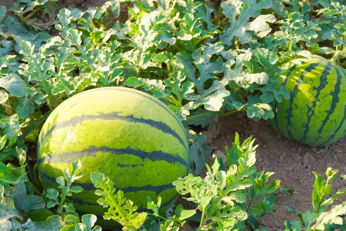 种植西瓜的时间和方法，一年四季都能享用自家种植的新鲜西瓜