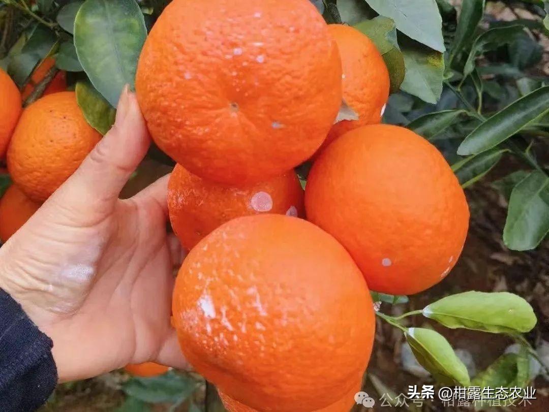 柑橘类水果的性味、作用及适宜人群，吃多会不会上火？