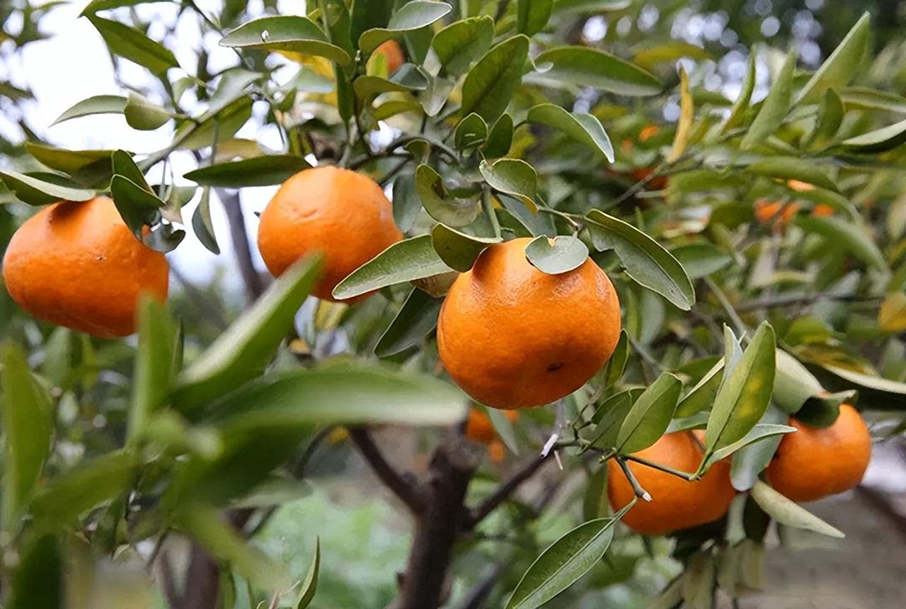 柑橘浮皮果产生的原因及预防措施，品种选择和营养的重要性