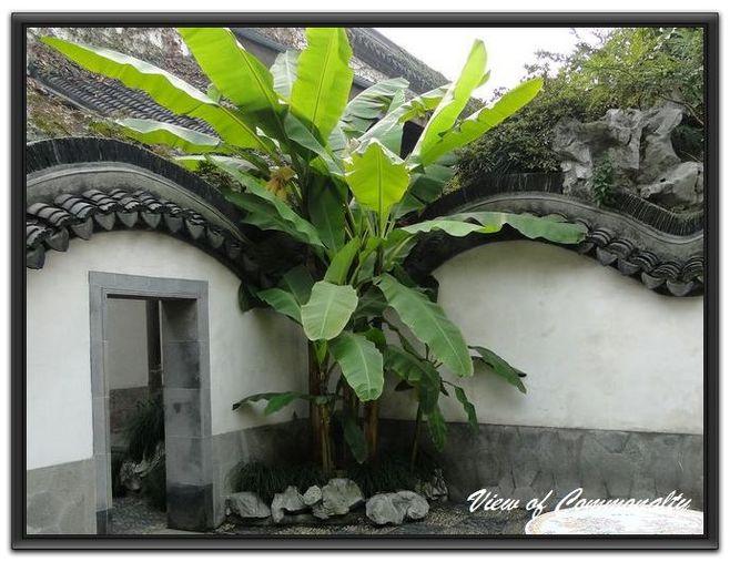 唐宋文化中的芭蕉：赋予植物灵魂特征的审美对象-安远脐橙