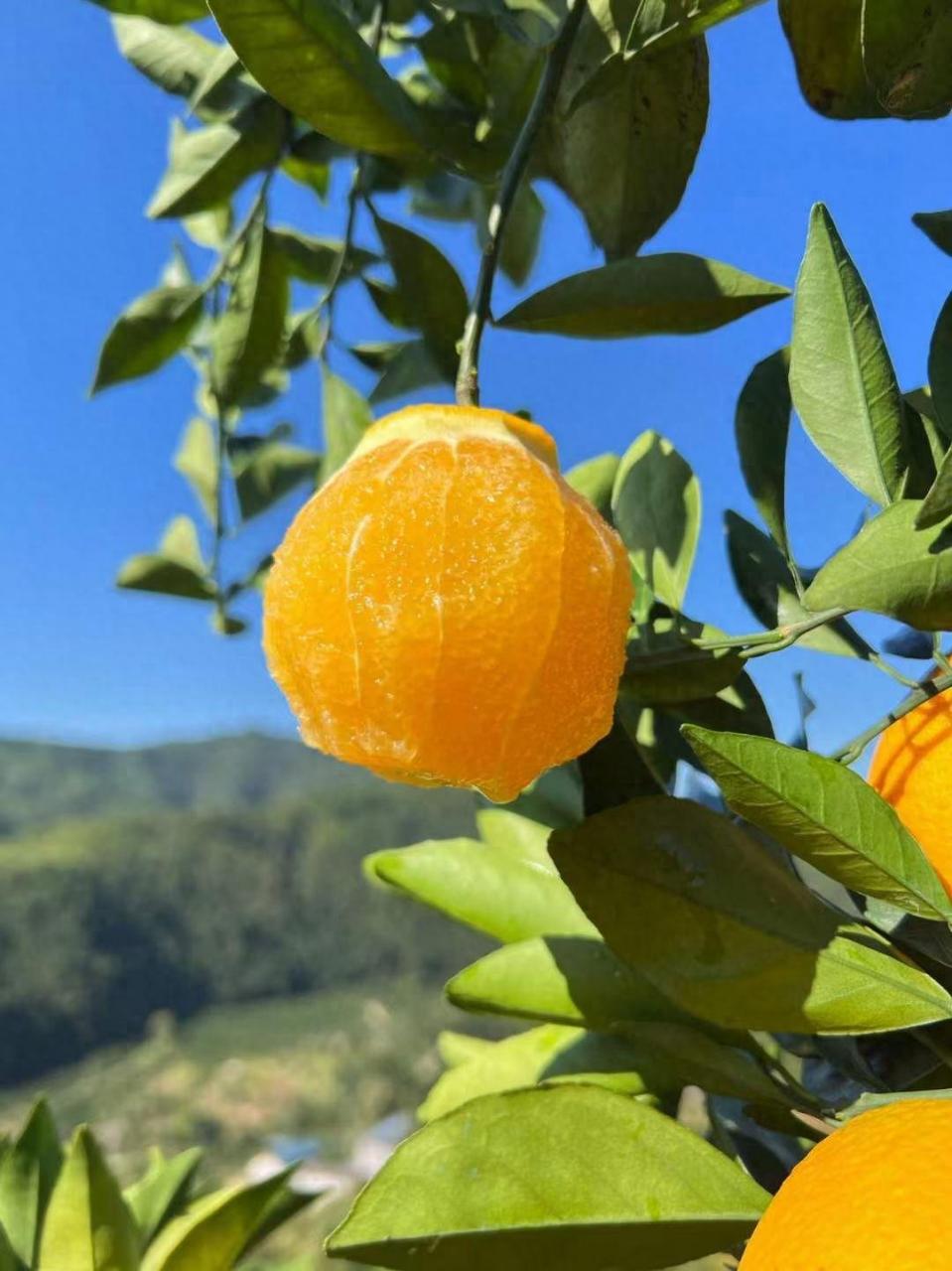 图片[1]-揭示纽荷尔脐橙的优势及选购种植技巧，打造健康安全的水果市场-安远脐橙