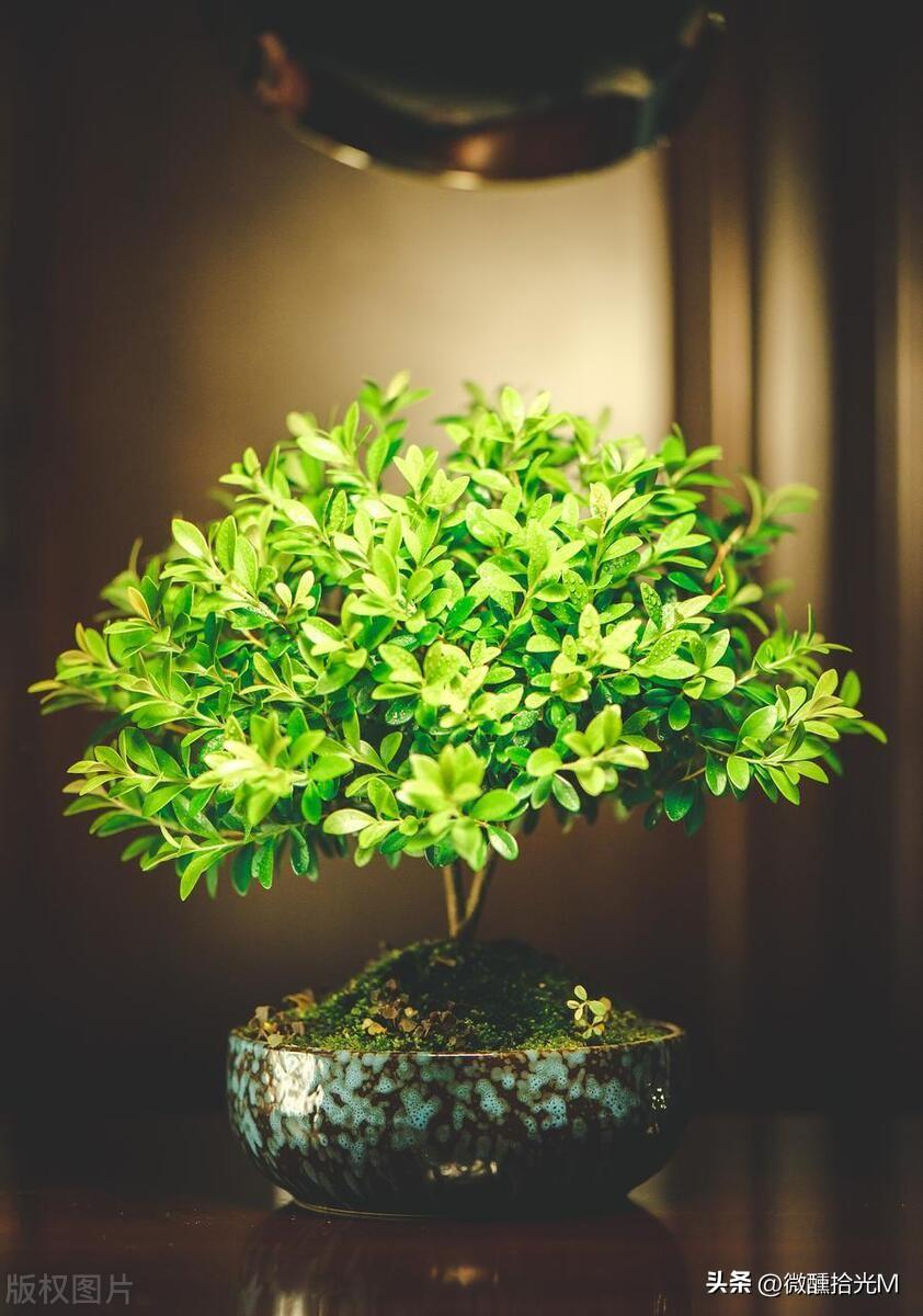室内常绿盆栽推荐：吊兰、九里香、虎皮兰、小叶赤楠、米兰，美化家居净化空气！