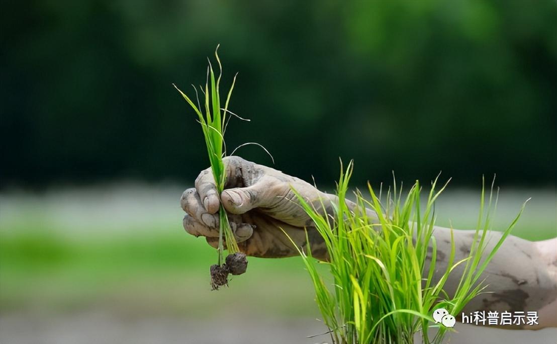 杂交水稻繁育难度大？为何对粮食安全如此重要？