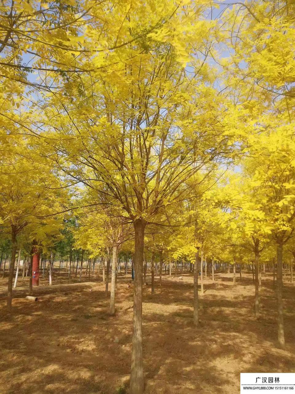 图片[3]-【景观绿化利器】金叶国槐种子种植方法详解，美丽金黄色叶片如何培育！-安远脐橙