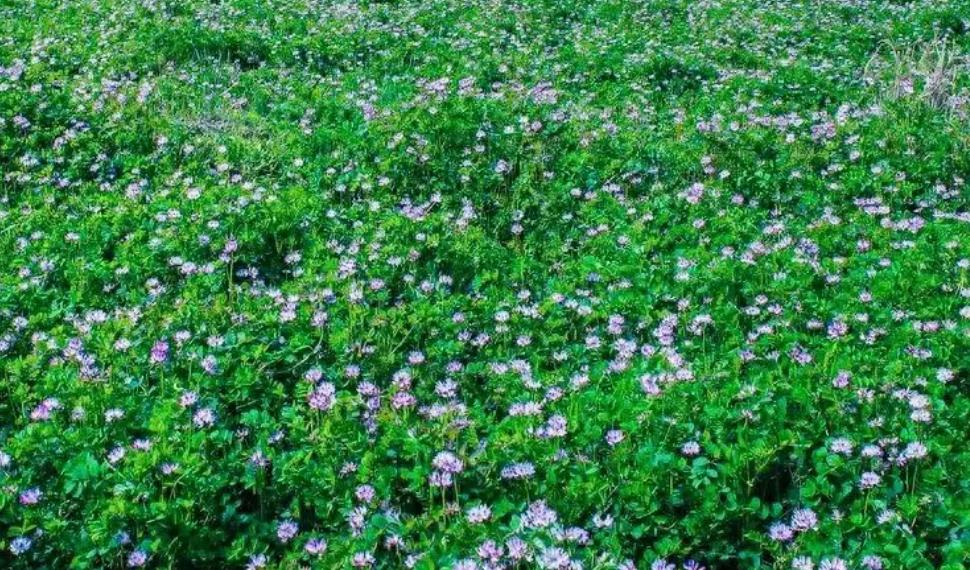 湖南种植红花草子的播种方法和施肥技巧详解