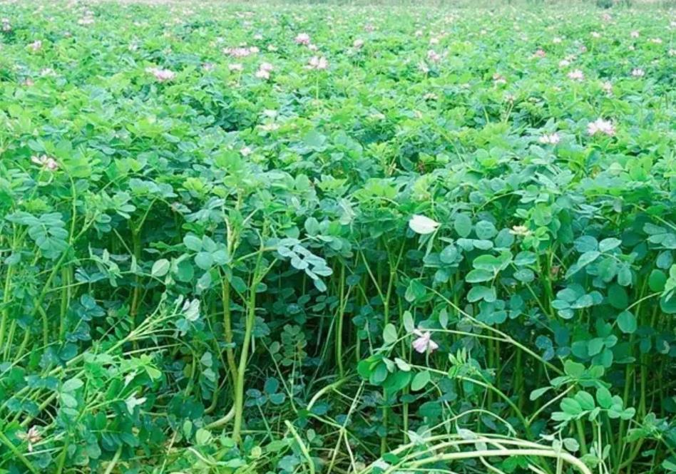 湖南种植红花草子的播种方法和施肥技巧详解