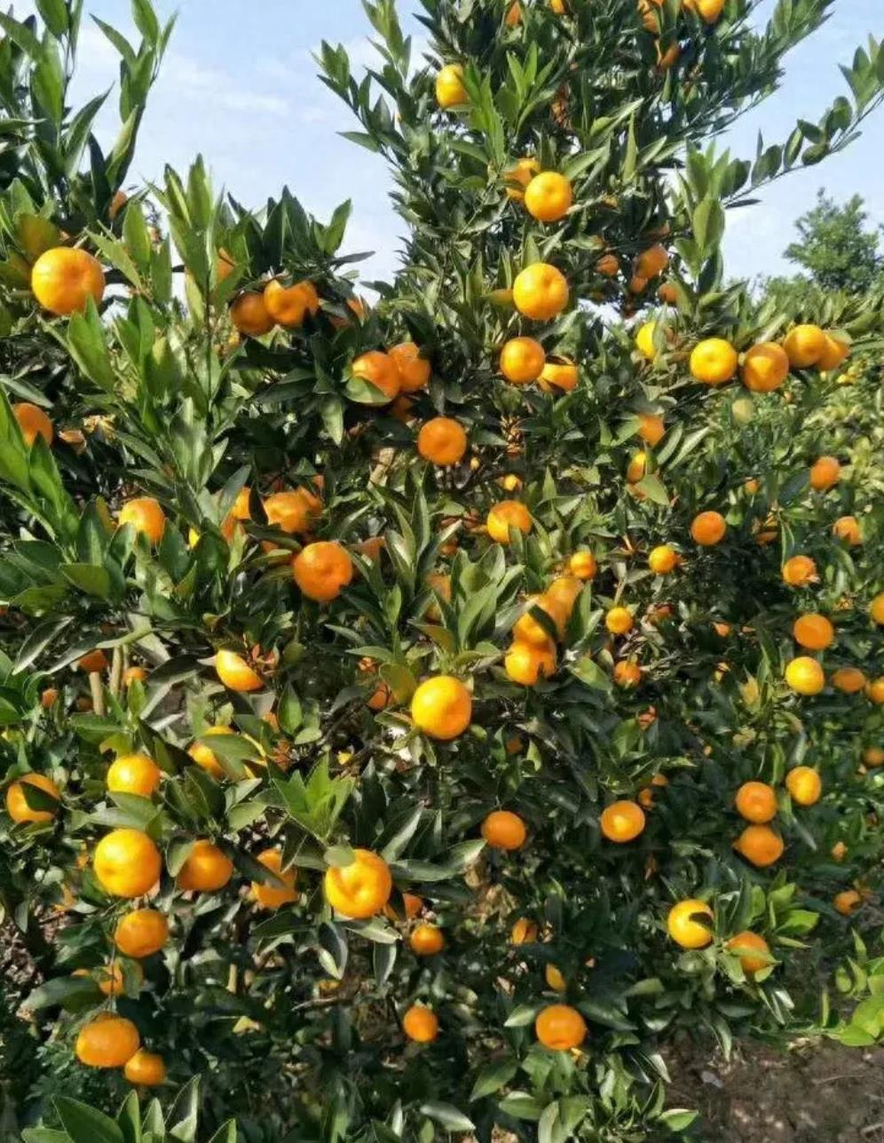 揭秘柑橘栽培的奇妙世界：农民的辛勤努力与现代农业科技的智慧-安远脐橙