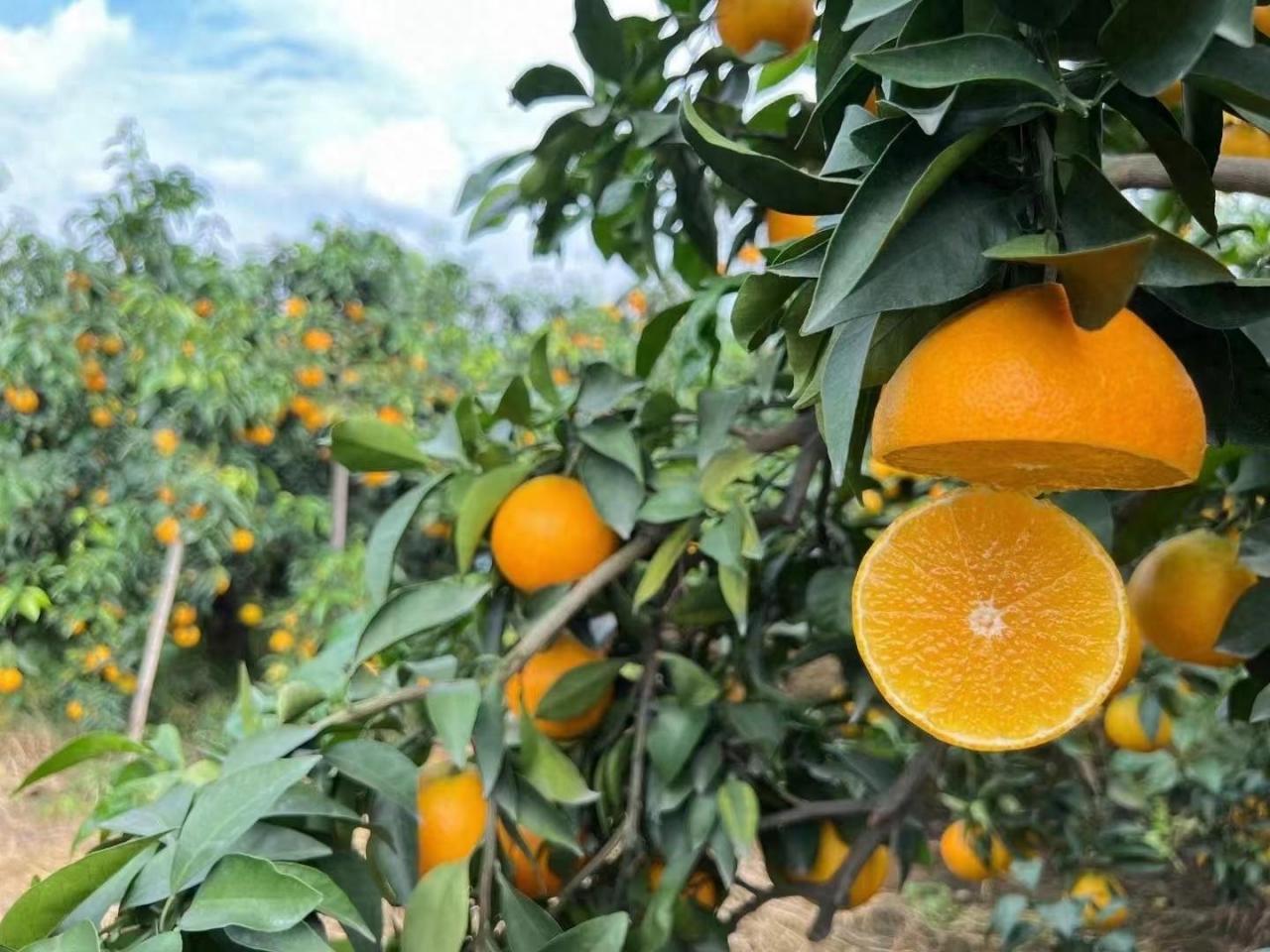 江西赣南脐橙之乡：优质产地、卓越品质引领脐橙市场