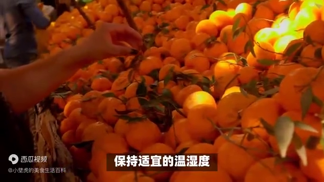 教你如何保鲜存放柑橘，多种简单实用方法一网打尽！