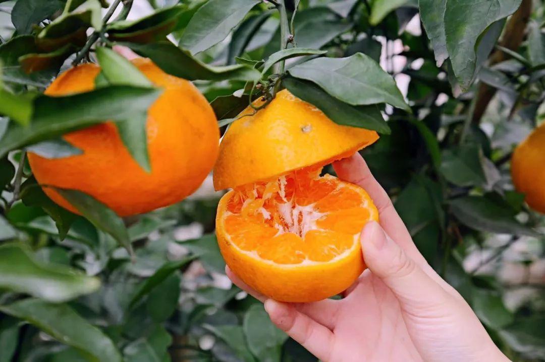 图片[11]-中国十大橘子产地推荐，看看有你家乡的吗？-安远脐橙