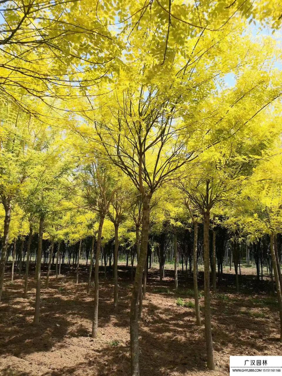 图片[2]-【景观绿化利器】金叶国槐种子种植方法详解，美丽金黄色叶片如何培育！-安远脐橙