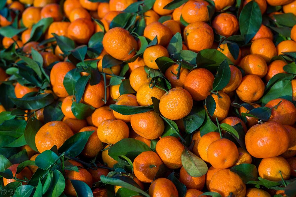 图片[4]-垫江沃柑：保证品质的特色水果，引领农业现代化-安远脐橙