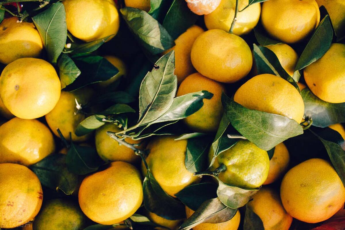 图片[7]-垫江沃柑：保证品质的特色水果，引领农业现代化-安远脐橙