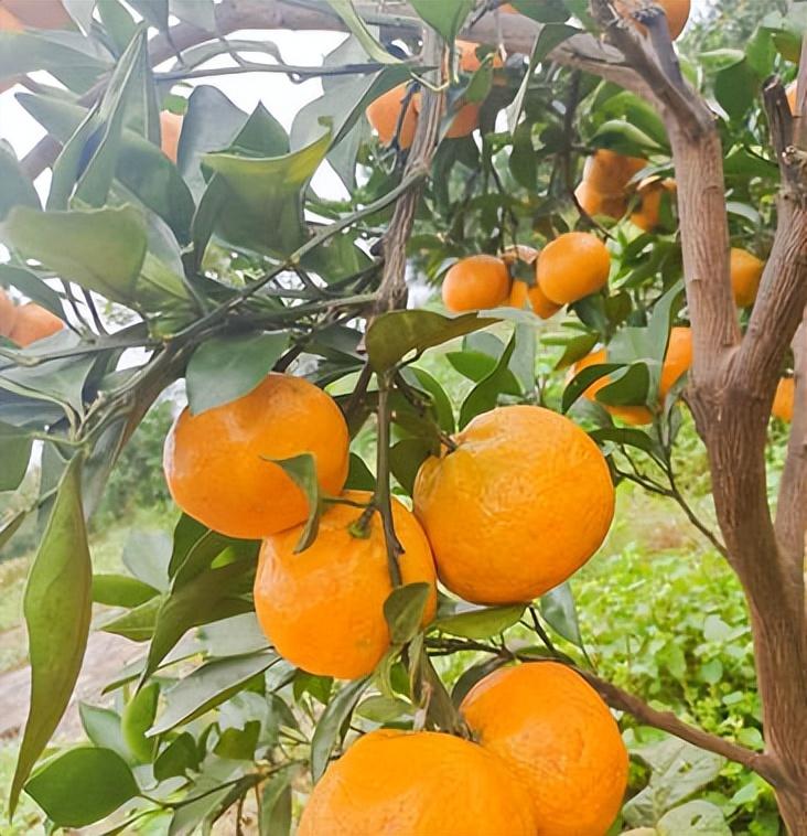 图片[2]-中国十大橘子产地推荐，看看有你家乡的吗？-安远脐橙