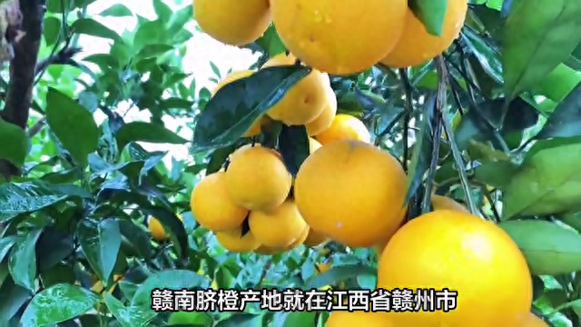 正宗赣南脐橙产地揭秘：赣州市特色农产品，营养丰富美味可口！