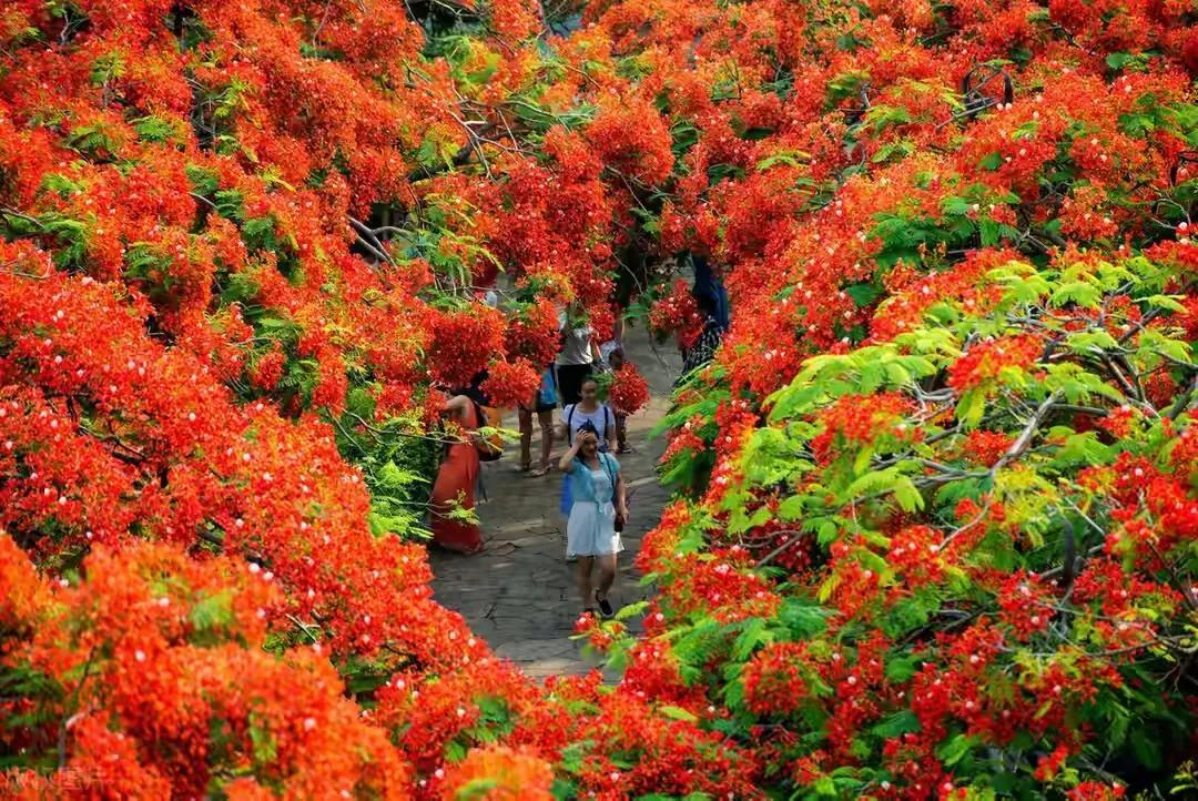 赏心悦目，一一色彩鲜艳的红花楹，遮天蔽日的热带观景树种！